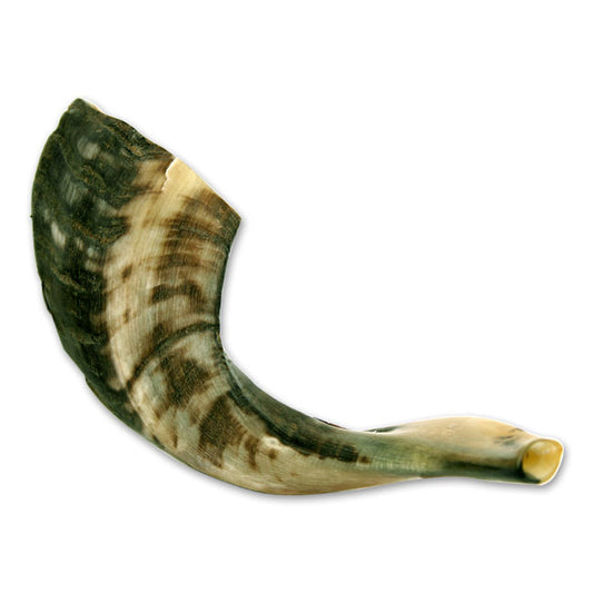 Medium Rams Horn Shofar - souvenirs