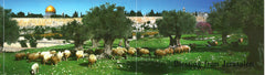 Panoramic postcard - Panoramic views of Jerusalem - souvenirs